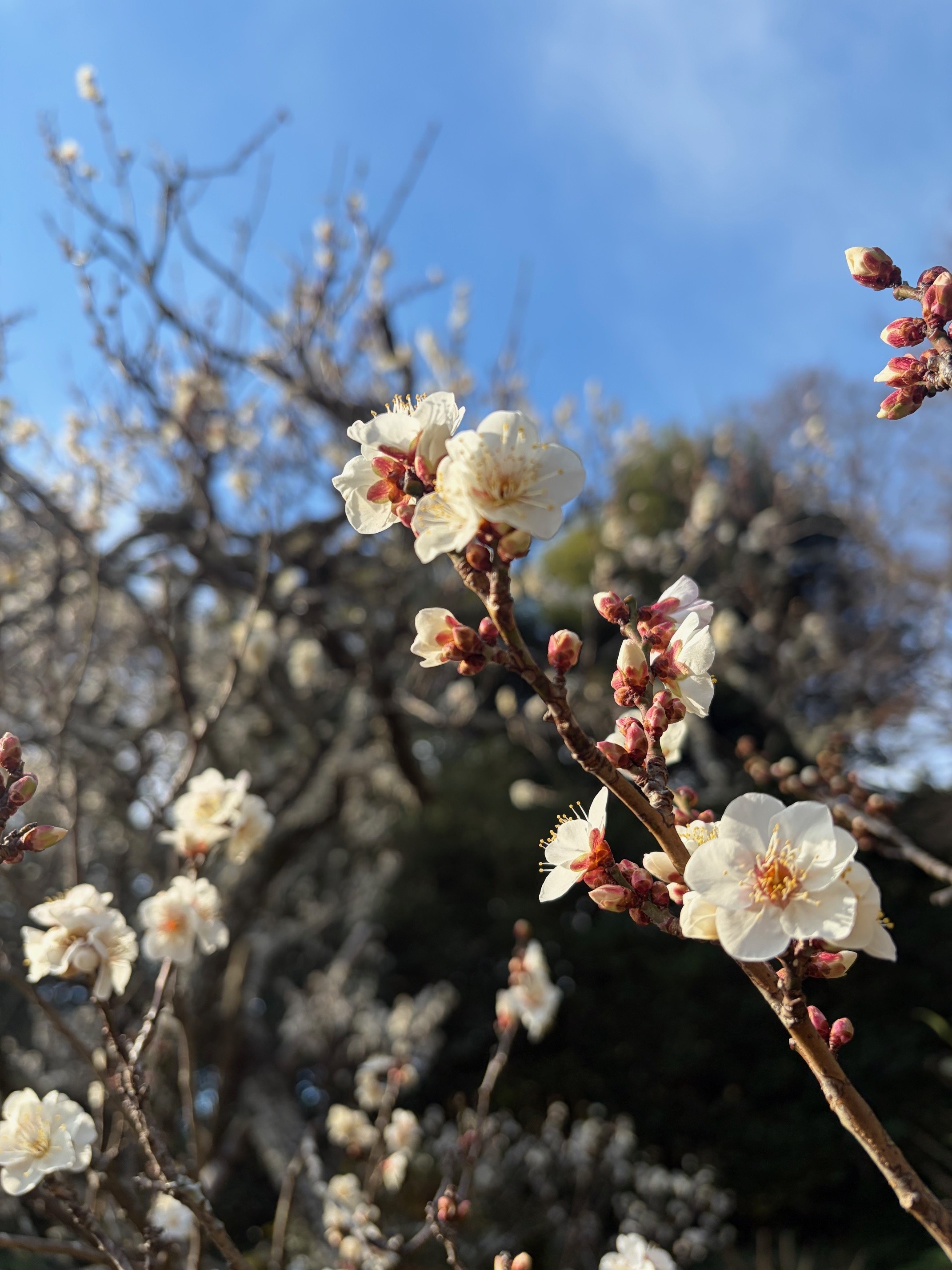 梅が咲き始めました!